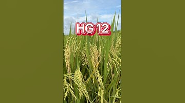 Giống Lúa Hg 12 trồng trên vùng đất Tây Nguyên được bà con nông dân đánh giá rất cao#taynguyen