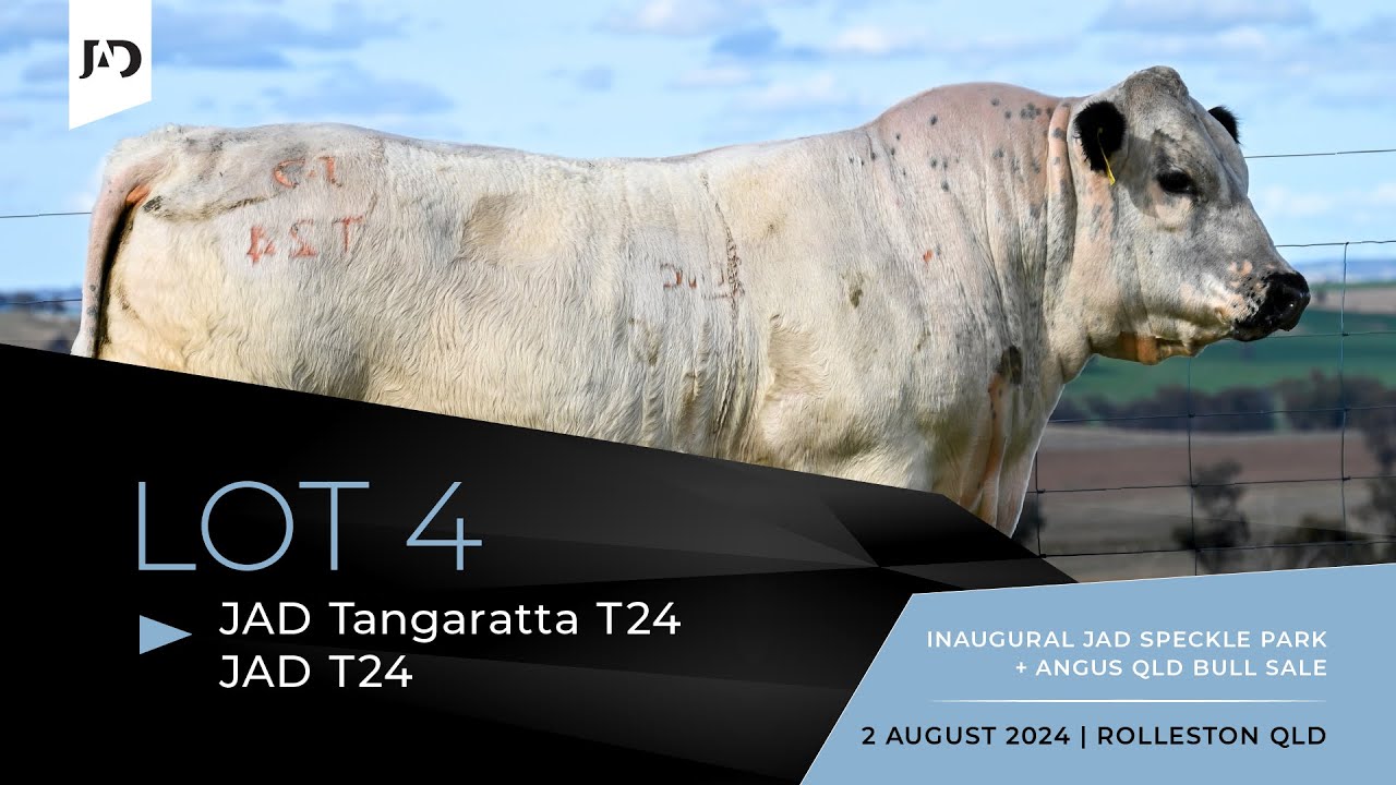 Lot 4 - JAD Tangaratta T24 (JAD T24). Registered Speckle Park Bull ...