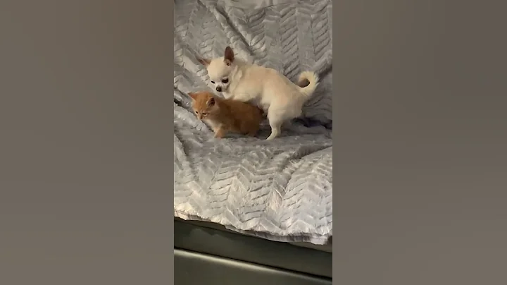 Accoppiamento tra cane e gatto