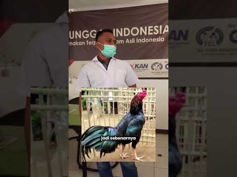 ternyata Indonesia punya banyak jenis ayam, kita cuman mengenal semua sebagai ayam kampung