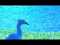 Crested Duck Facts
