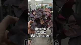 Оксаліс Dflora.ua