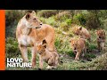 Lion Mother Takes Lion Cubs Outside For The First Time | Love Nature