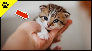 Entwicklung eines Katzenbabys von 0–8 Wochen ❤ (SO NIEDLICH)