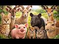 Small Farm Animal Collection – Serval, Kudu, Ibex, Tapir, Numbat, Bandicoot, Gerenuk, Saiga