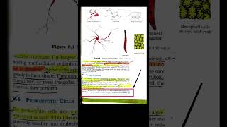 prokaryotic cell //class 11 ncert biology chapter 8: cell the unit of life #yt shorts #neet#class11