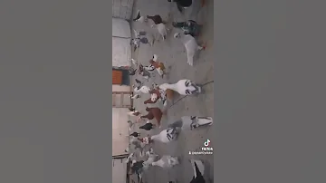 ياحمام الدوح وشمالك تون 