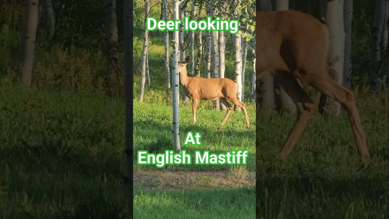 Beautiful Deer & puppy 