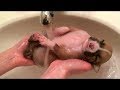 Cute Puppy Shower: Puppy's First Bath! Too Cute