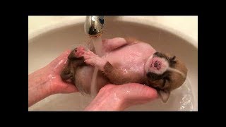 Cute Puppy Shower: Puppy's First Bath! Too Cute