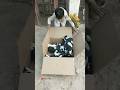 20 Black Mukhi Pigeon Box Open 20 Fancy Pigeon Shorts