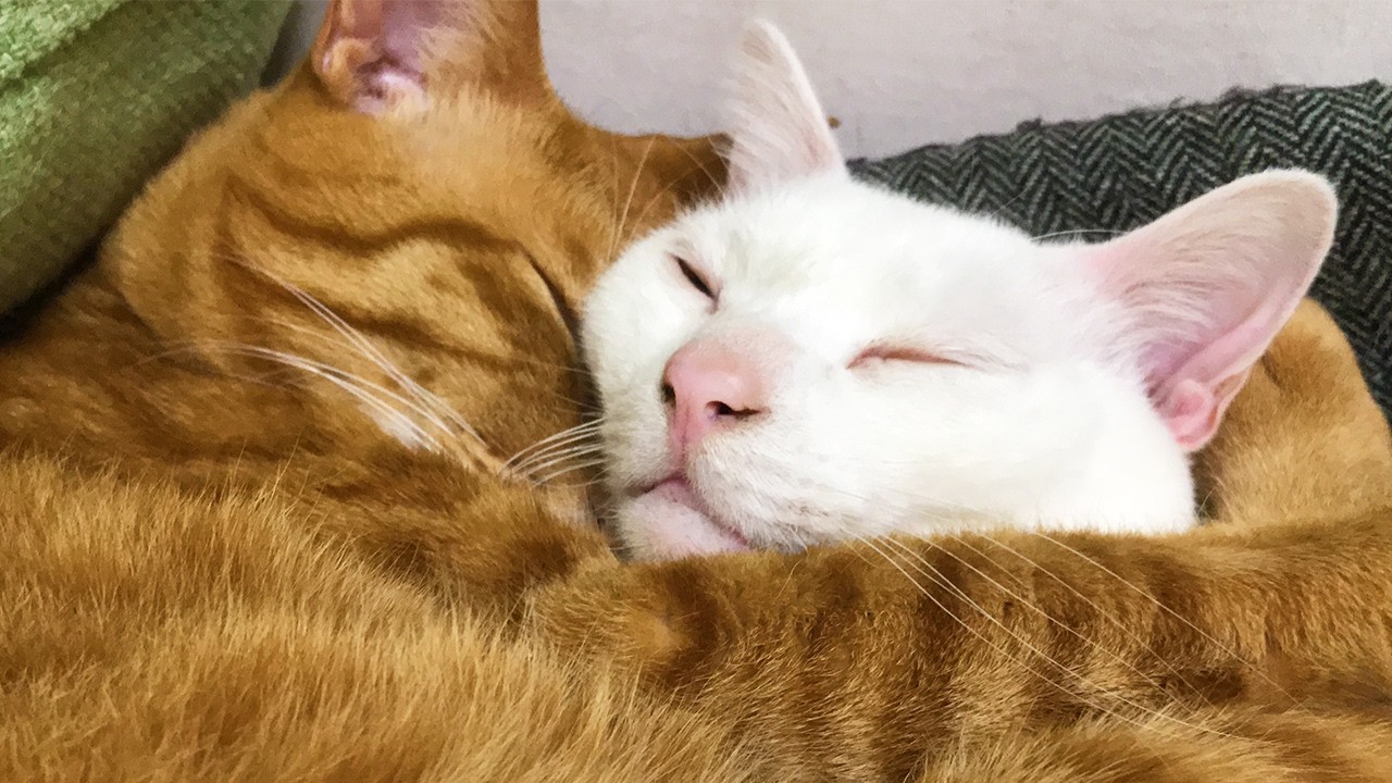 ベテラン子猫の他界後、遺された猫たち　My cat slive on