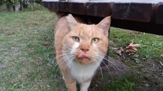 眼つきの悪い茶トラと人懐っこい茶トラ、仲良し野良猫2匹が対照的過ぎる