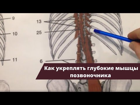 Как укреплять глубокие мышцы позвоночника