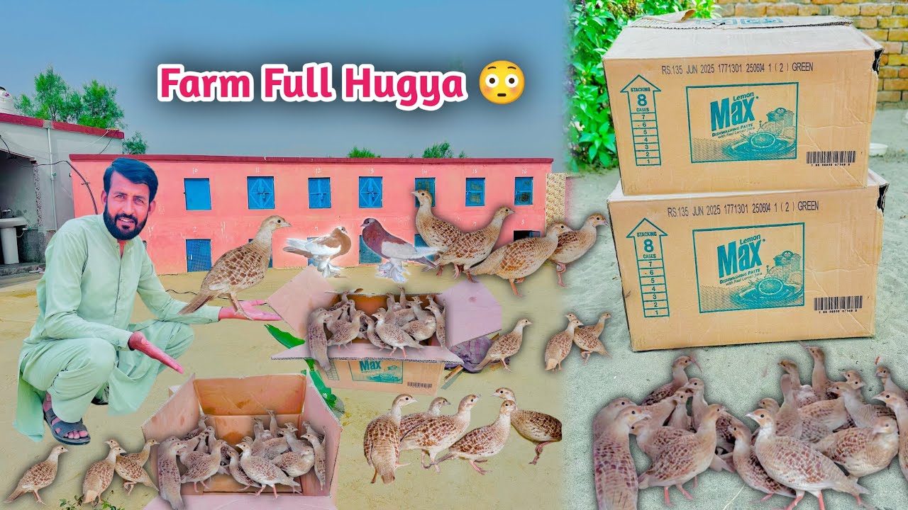 Itnay Saray Teetar 😮Farm Full Hugya 😳