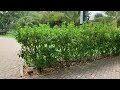Vlog #4 | Roaming the streets at ease