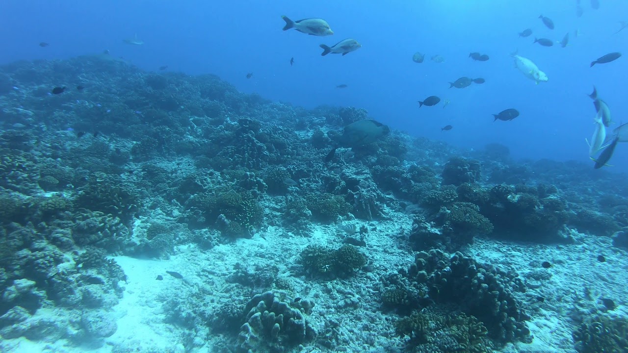 Napolean Wrasse - French Polynesia