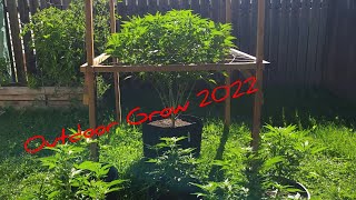 Outdoor Grow 2022. Pink Kush