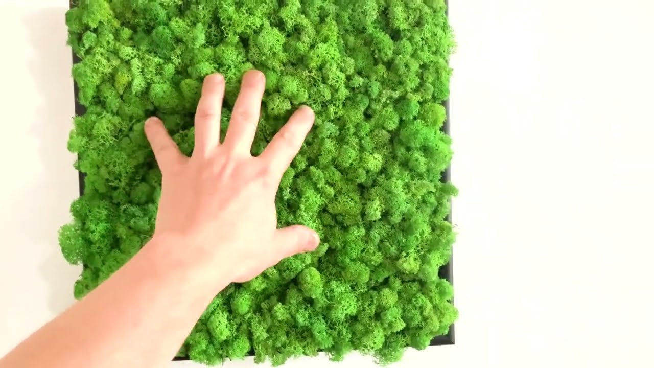 Moosbild Islandmoos 30x30cm - Rosemarie Schulz Heidelberg der Blumen Concept Store