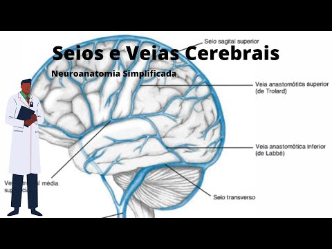 Vídeo: Hemodinâmica De Pontes Cerebrais Conectando O Seio Sagital Superior Com Base Em Simulação Numérica