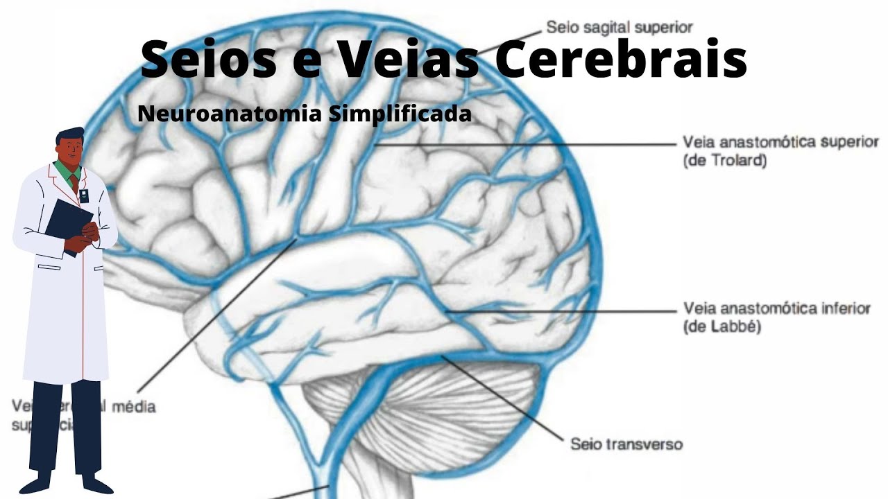 Seios venosos e veias cerebrais - Neuroanatomia simplificada - Ângelo Machado