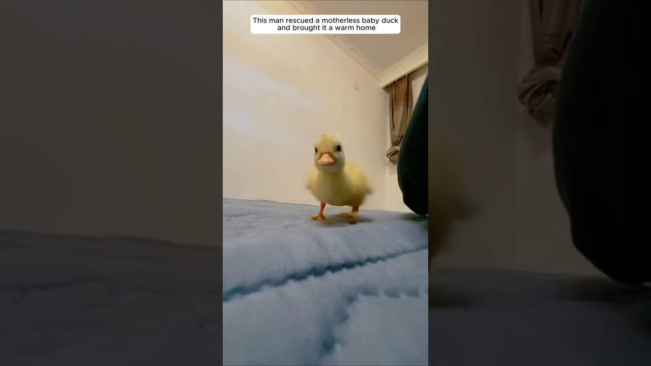This man rescued a motherless baby duck and brought it a warm home 