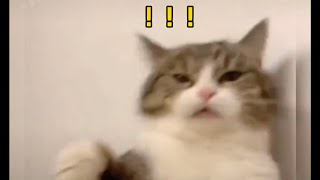 China’s funny cat videos pt10