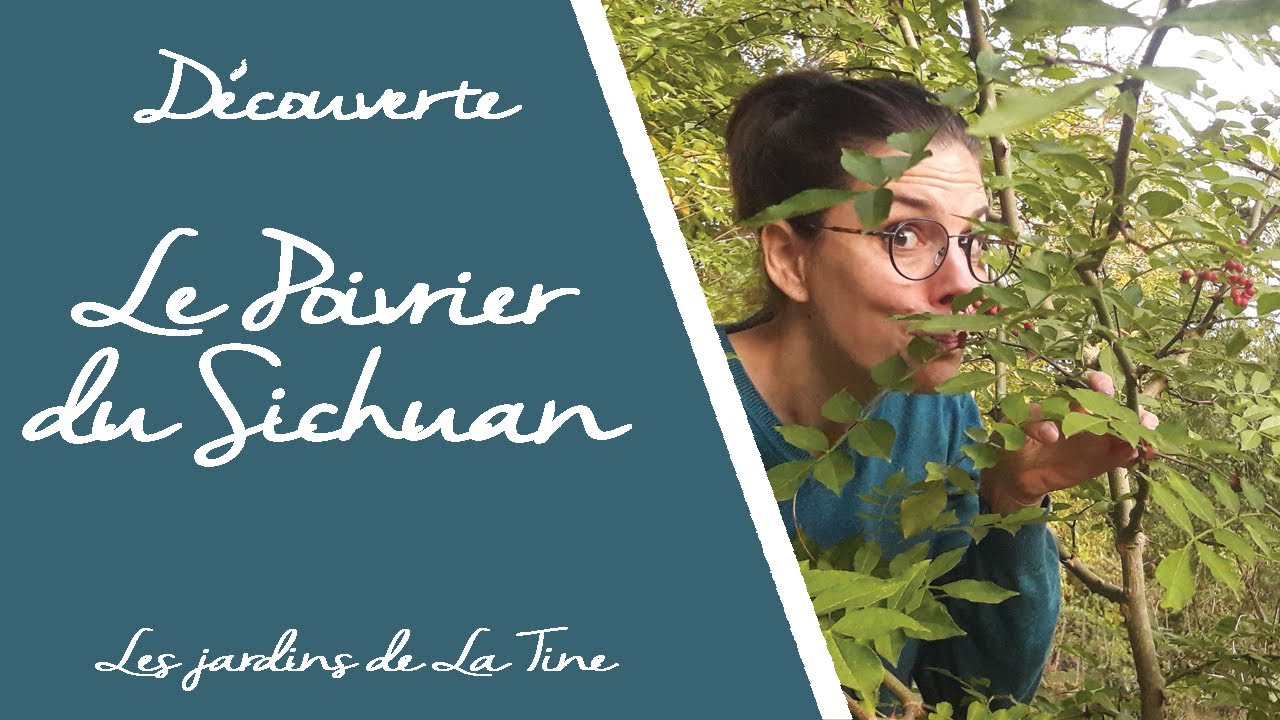 Qu'est ce qu'un Xanthoxylum ? - Découverte du Poivrier du Sichuan - Les Jardins de La Tine