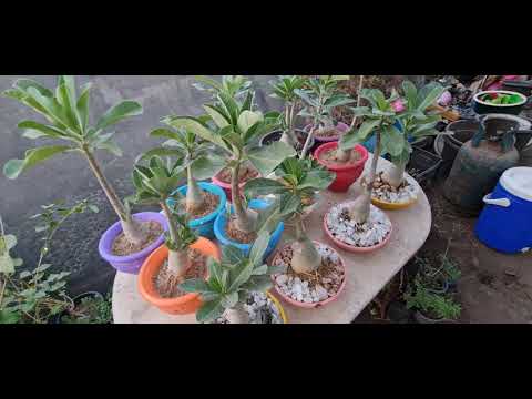 نبات العدنة او الادينيوم