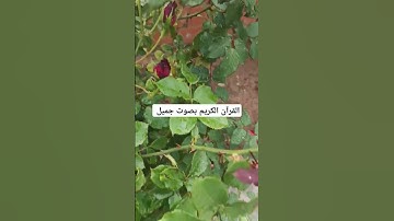 القرآن الكريم بصوت جميل #duet #القران_الكريم #اكسبلور #تيك_توك #المصحف #لايك #راحة_نفسية #ترند