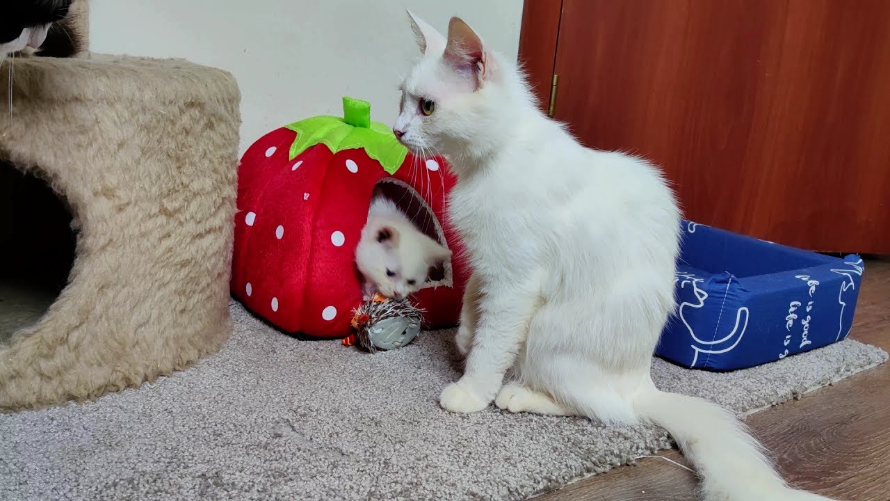 У кошек и котят появилась новая игрушка. Кошки и котята весело играют.