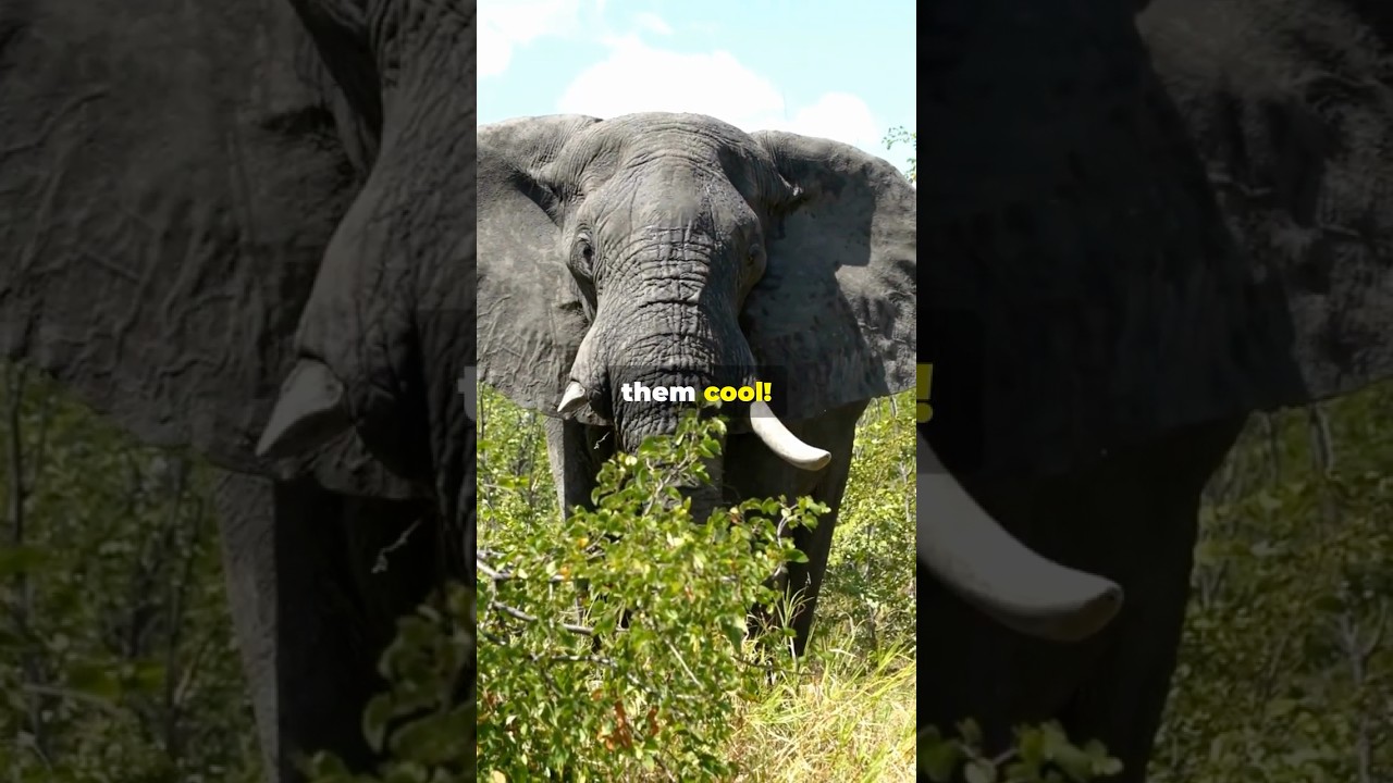 Why, What, and How? Fun Facts for Curious Kids! 