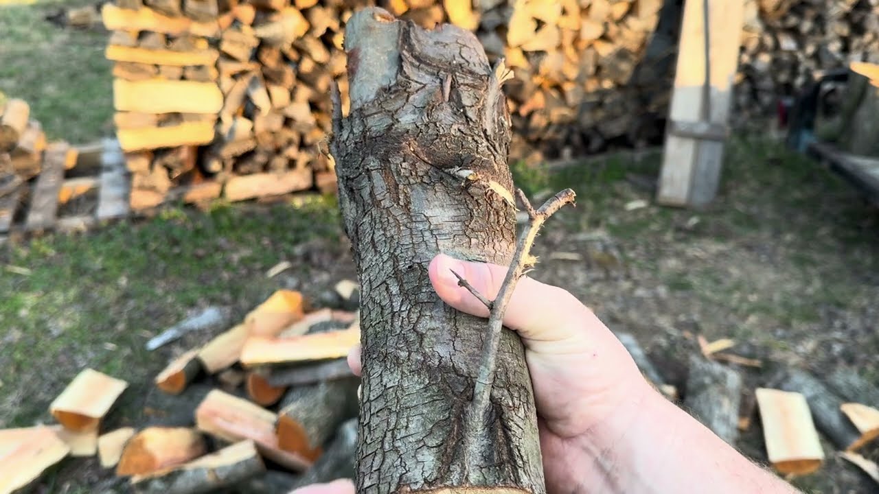 Bradford Pear Firewood.