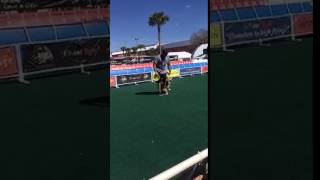 K9s in Flight dog show at the Florida State Fair
