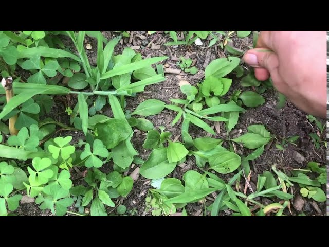 Doing asmr outside.  [lofi tingles]