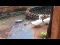 Playing with ducks 🦆