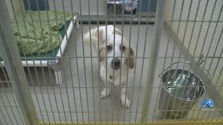 VBSPCA gets 18 new rescue dogs, needs donations
