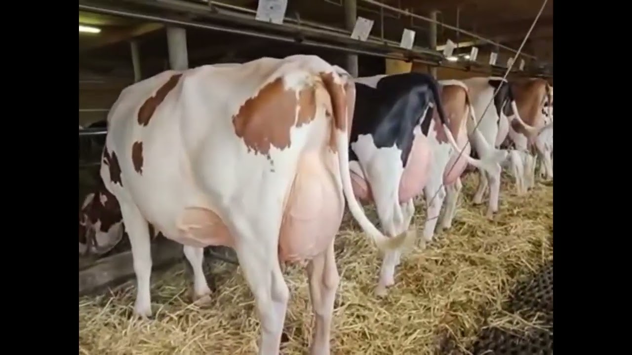 Kühe im Stall von Familie Fankhauser in Schangnau BE