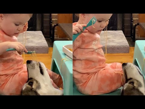 Little Girl Feeds Pet Dog Under Table