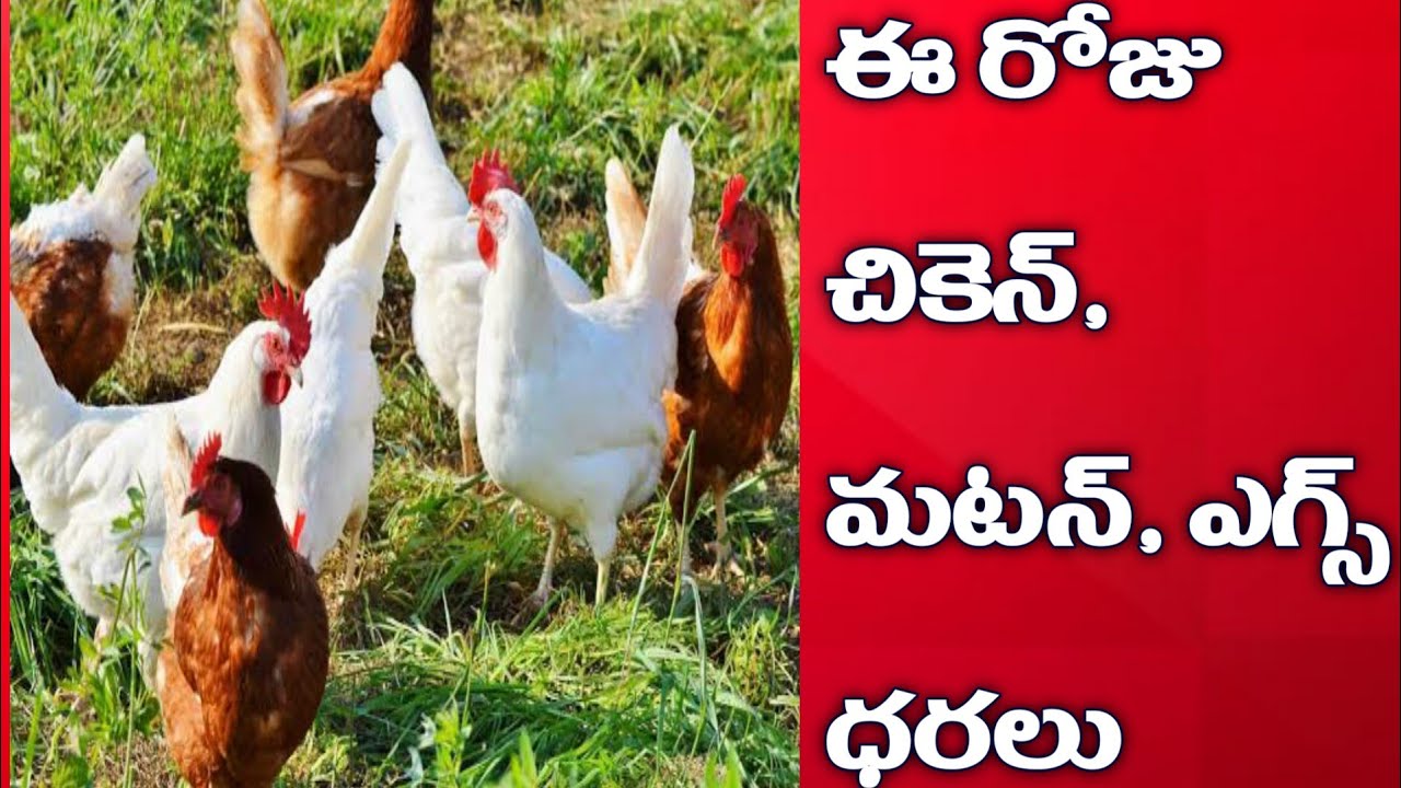 Chicken Rates/ Today Chicken, Mutton and Eggs Rates// Today Chicken Rates
