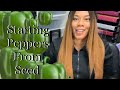 Starting  Peppers Seeds For Beginner Gardening 101 Spring Garden 2023