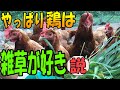 【全ニワトリ&ヒヨコ登場!】やっぱりニワトリは、「ただの草」が一番好きらしい。
