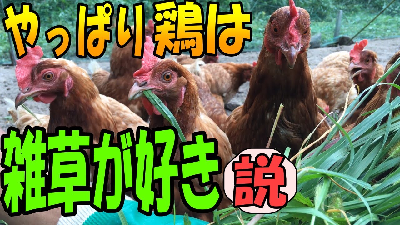 コケコがいつも食べてるエサ紹介 百鶏園オリジナル飼料の中身とは Youtube