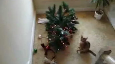 Watch the video about Christmas Tree Crash - Abyssinian Kittens discovered; no remorse
