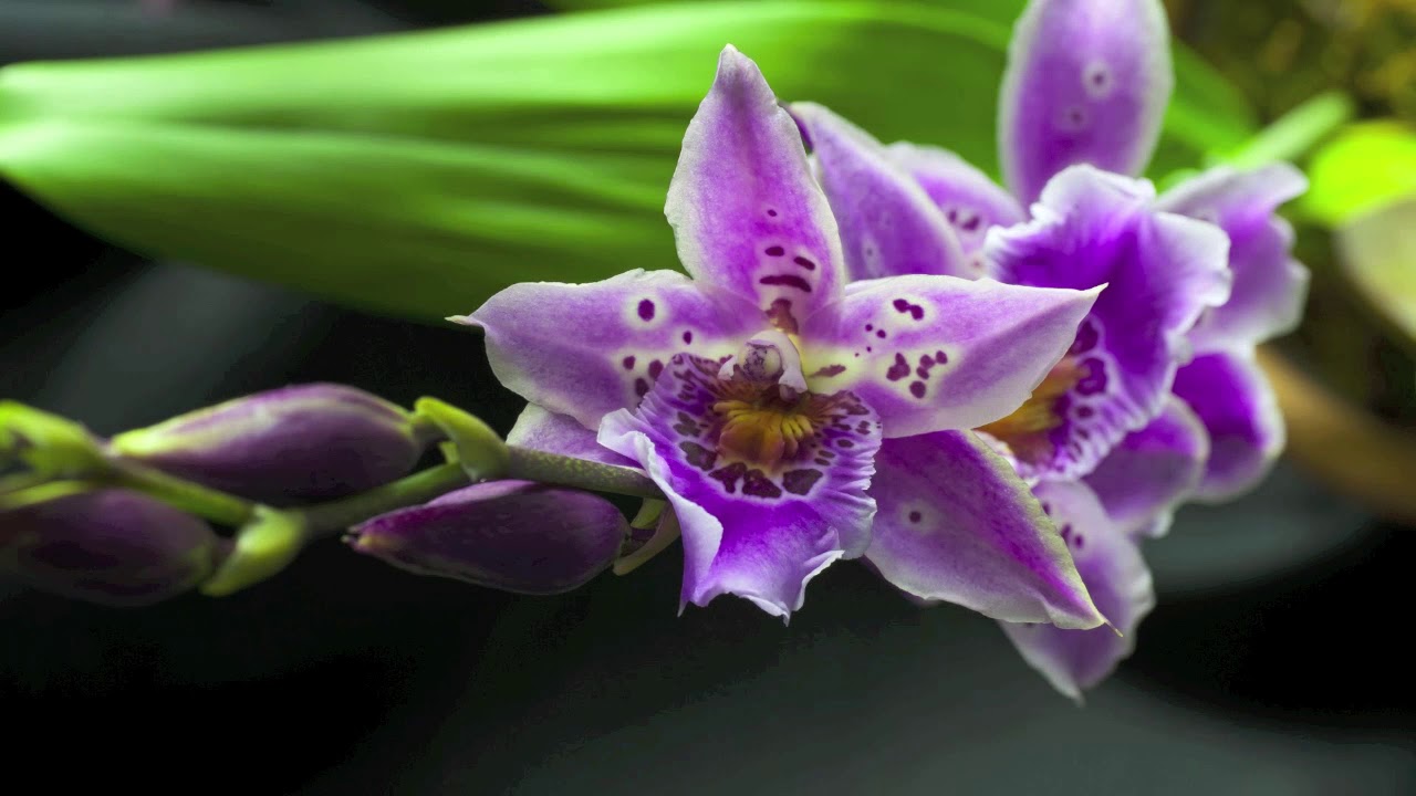 Orchid Bloom Time-Lapse 