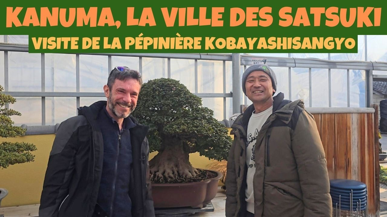 Kanuma, la ville des satsuki : visite de la pépinière Kobayashisangyo