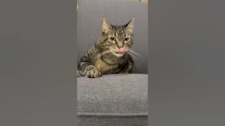 Oh Penny dear #pennythecat #talkingcat