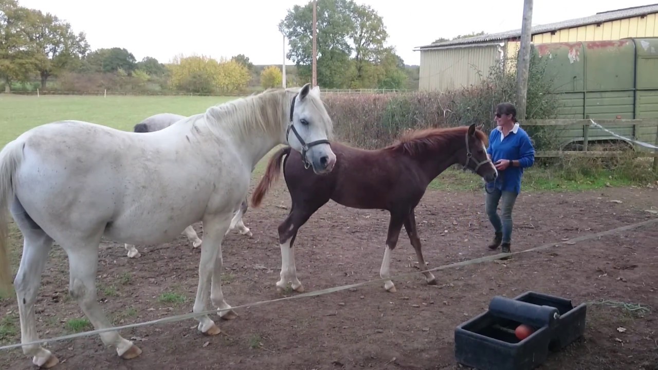 100% Crabbet Arabians, family group.