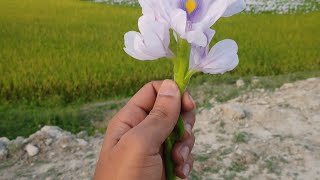 eka beche thakte shiko priyo ( vocal only) without music. একা বেঁচে থাকতে শিখো প্রিয় video song