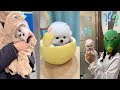 Tik Tok Chó Phốc Sóc Mini | Funny and Cute Pomeranian Videos #45